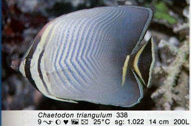 Chaetodon triangulum